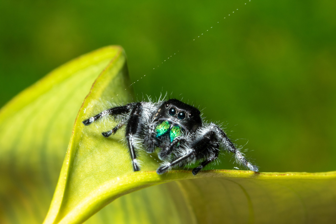 A close-up image of a spider weaving its intricate, symmetrical web to catch prey, showcasing the beauty and precision of spider silk.