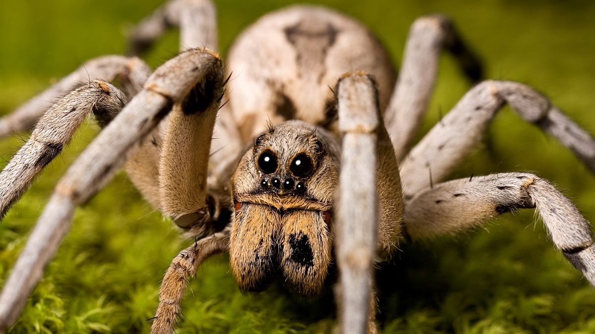 An orb-weaver spider resting at the center of its distinctive circular web, demonstrating its ability to trap a variety of flying insects.