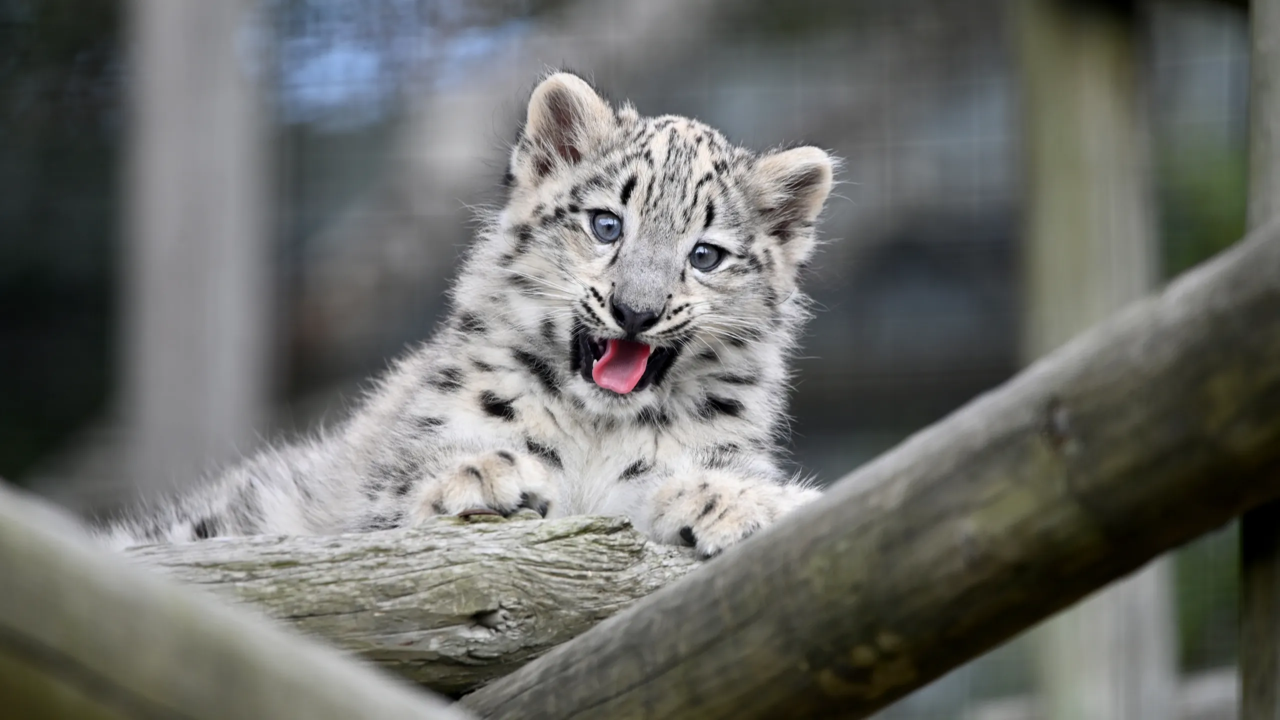 Characteristics of the Snow Leopard