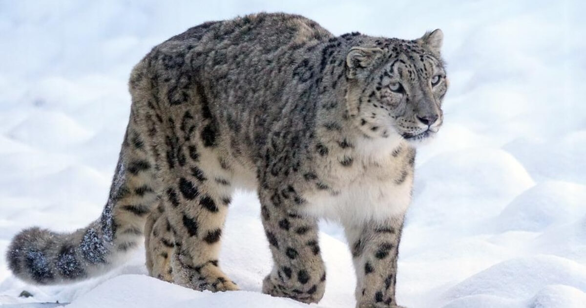 Distribution of the Snow Leopard