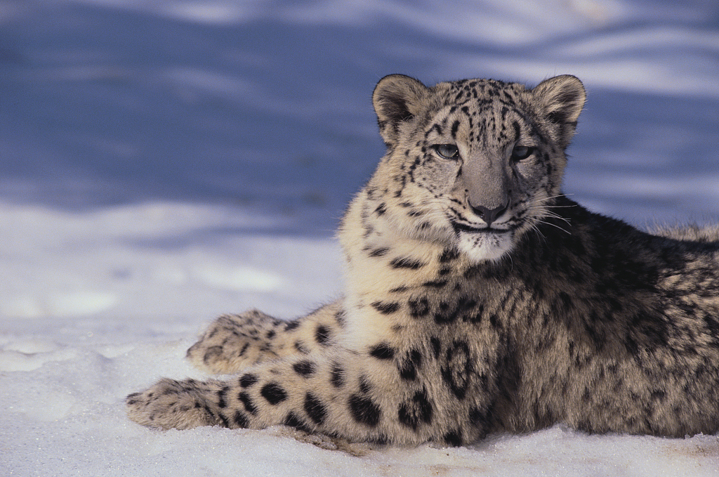 The Role of the Snow Leopard