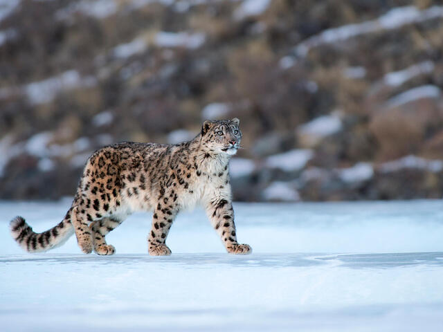 the Snow Leopard