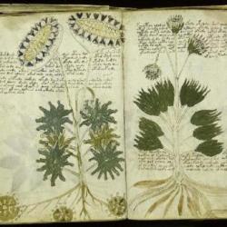 Manuskrip Voynich