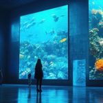 Jakarta Aquarium Safari: Wisata Edukatif untuk Usia Watitoto