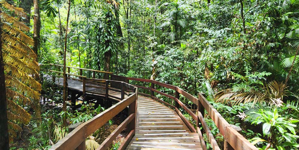 Daintree Rainforest