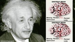 Misteri Otak Einstein: Penelitian, Kontroversi, dan Jejak Ilmiah Gila