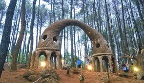 Pinus Pengger