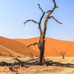 Deadvlei White: Keajaiban Alam yang Memukau di Namibia