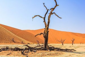 Deadvlei White: Keajaiban Alam yang Memukau di Namibia