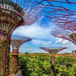 Supertree Grove: Pengalaman Tak Terlupakan di Singapura