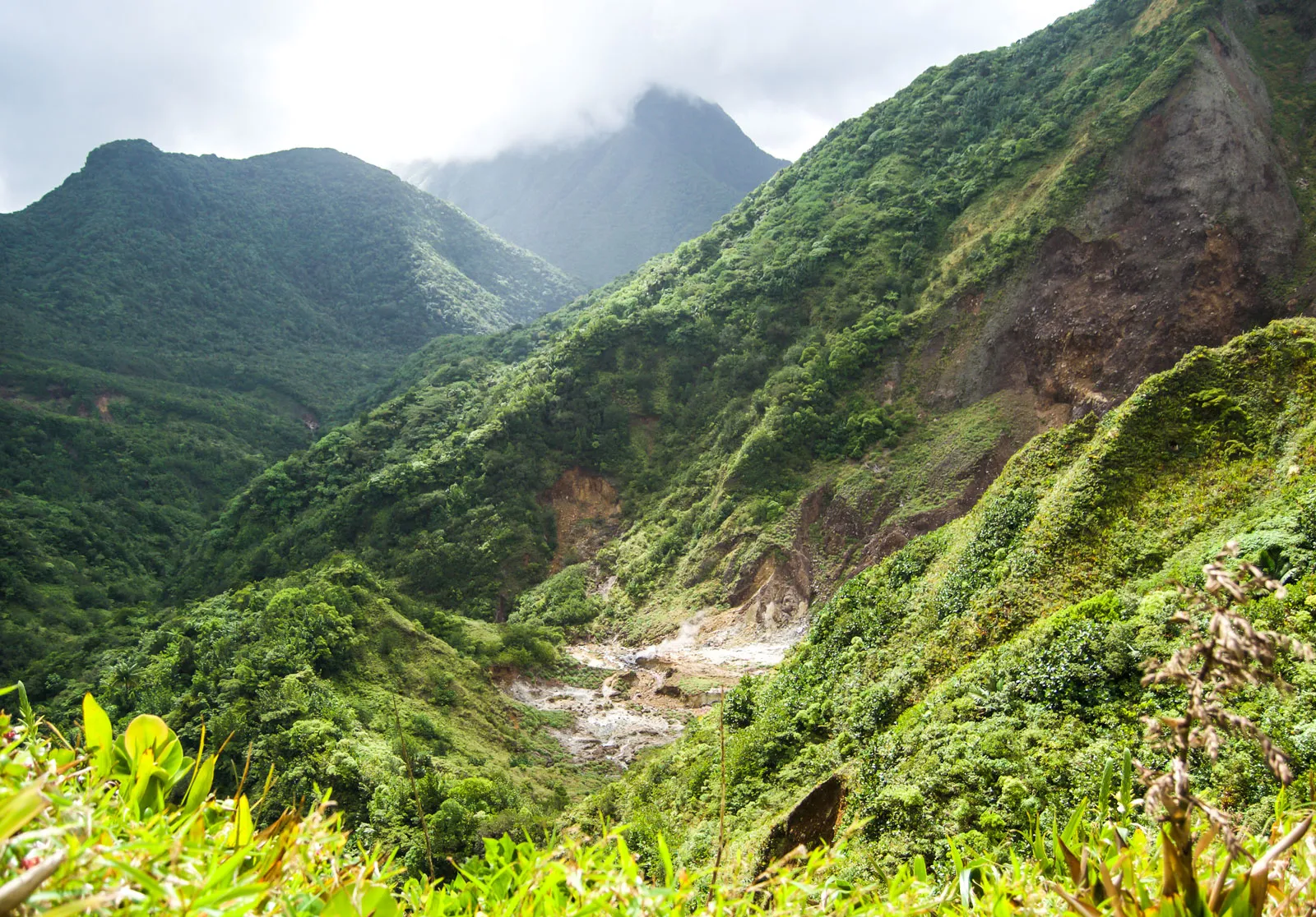 Dominica Rainforests