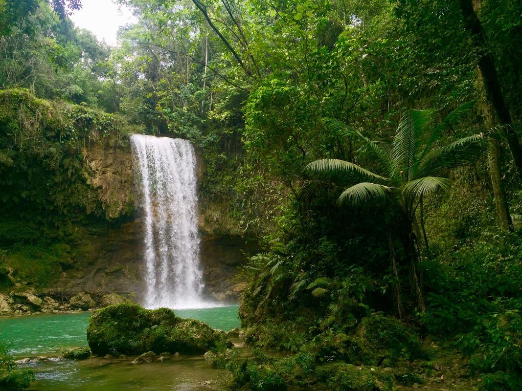 Dominica Rainforests