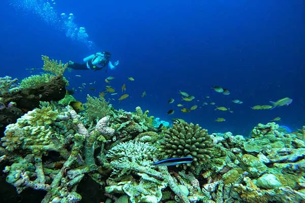 Pulau Tomia
