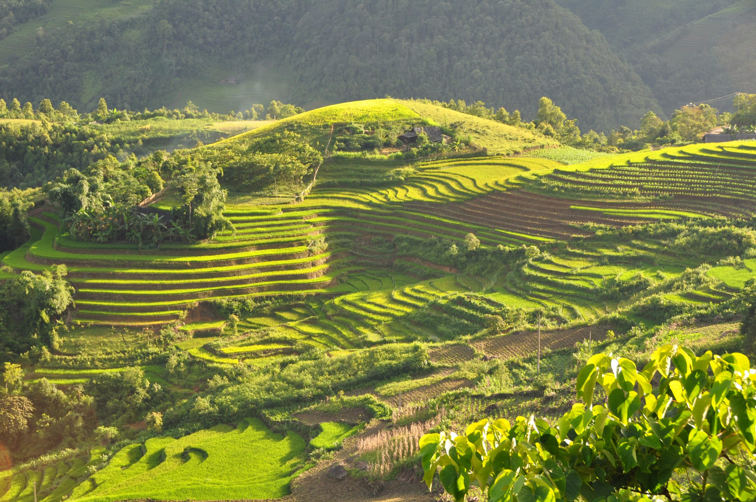 Sapa Terraces