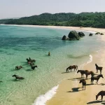Pulau Sumba: Eksotisme Alami dan Budaya Unik dari Indrabet