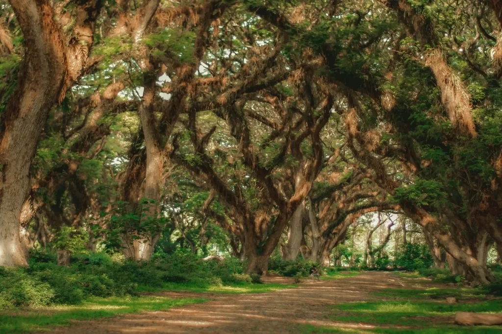 De Djawatan: Hutan Lord Of The Rings di Banyuwangi