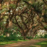 De Djawatan: Hutan Lord Of The Rings di Banyuwangi