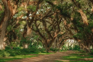 De Djawatan: Hutan Lord Of The Rings di Banyuwangi