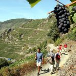 Ahr Valley: Destinasi Wine & Wisata Anti-Mainstream di Jerman
